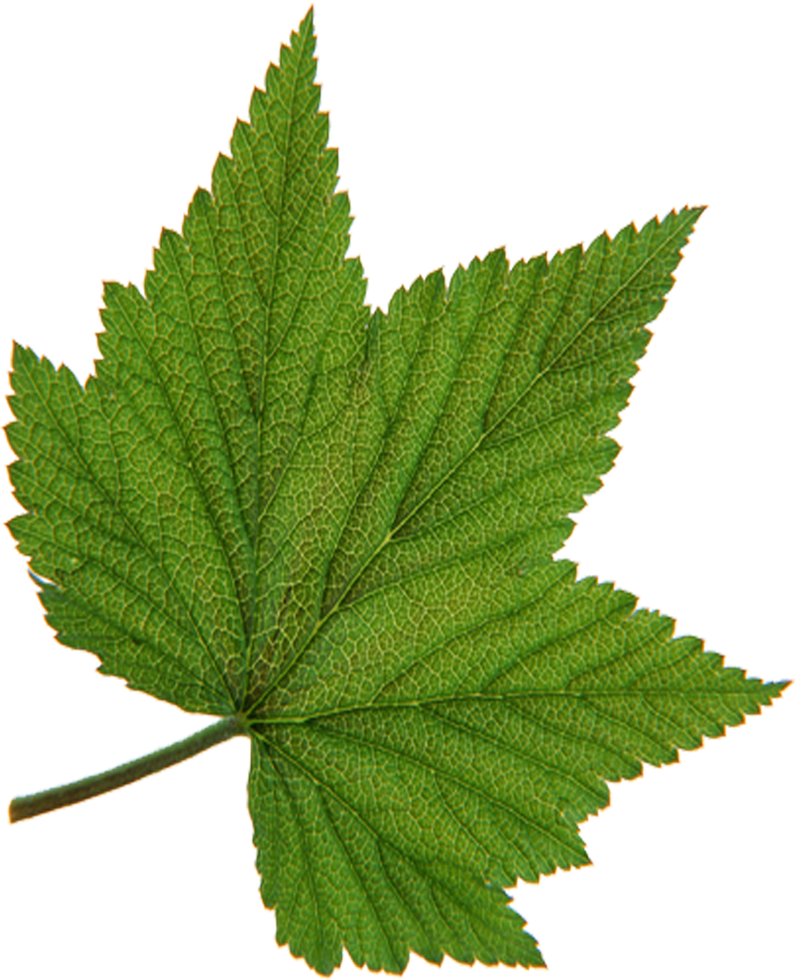 Leaf Green Tree Red - Leaf Green Tree Red (2953x2953)