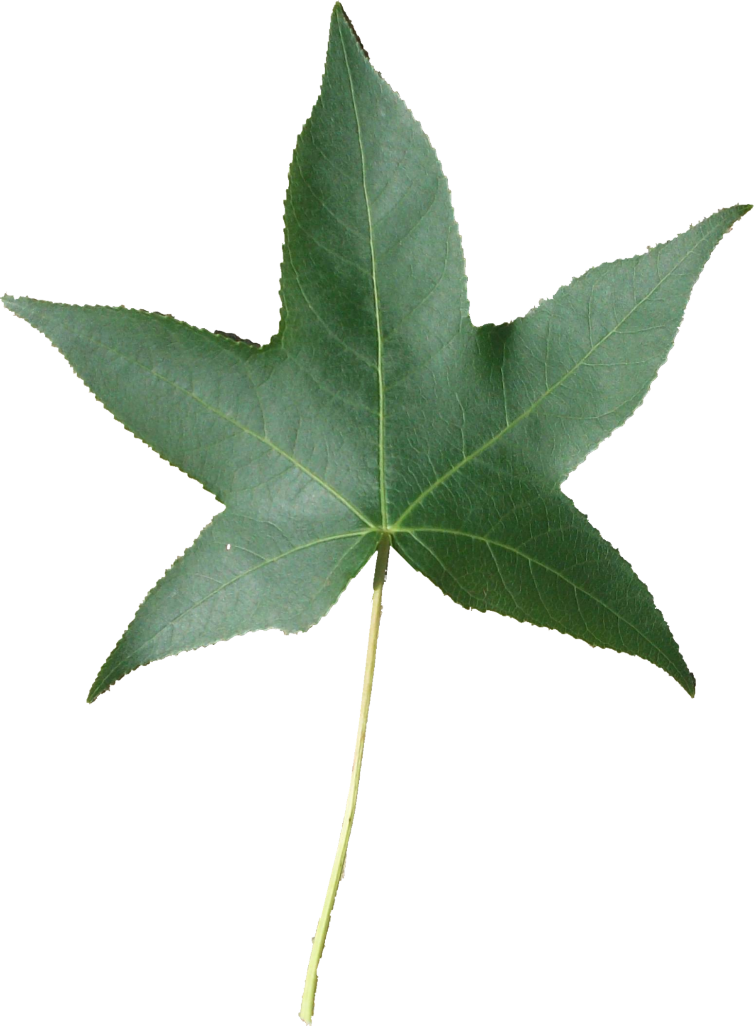 Fall Speech Therapy Activities - Maple Leaf (1551x2110)