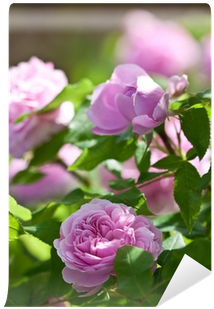 Adr Rose (400x400)
