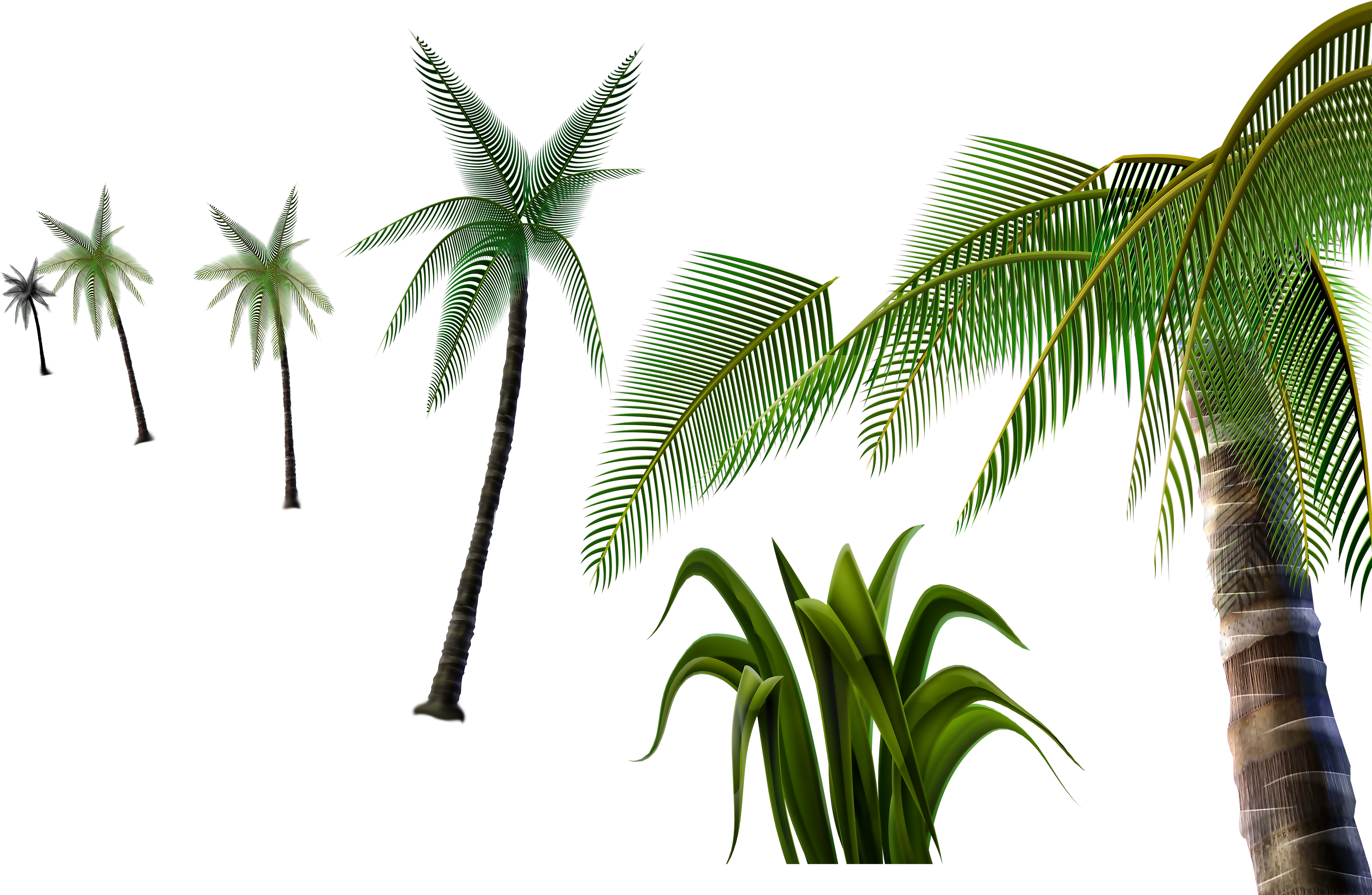 Coconut Tree Material 3d Pull-free - Coconut (4000x2609)