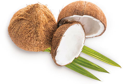 Photo - Shiitake (530x348)
