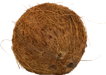 Coconut Png Background Image - Coconut (512x512)