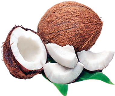 Coconut (500x320)