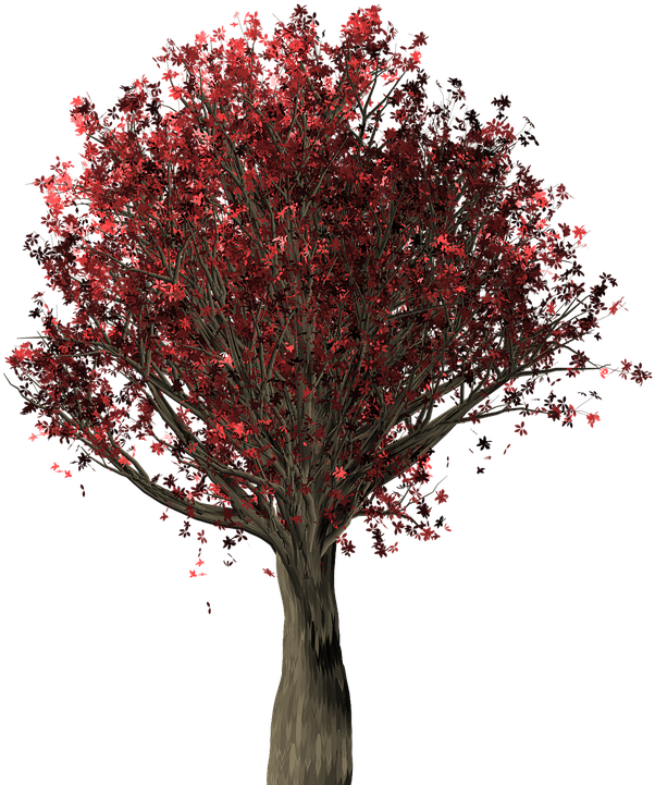 Oak Tree Cartoon 13, - Oak (720x720)