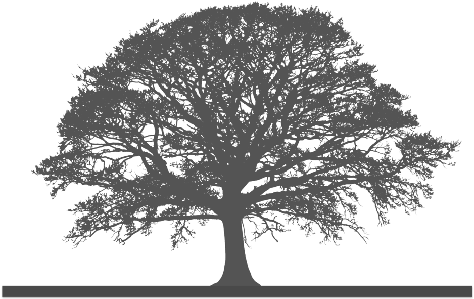   Oak Tree Silhouette (1000x667)