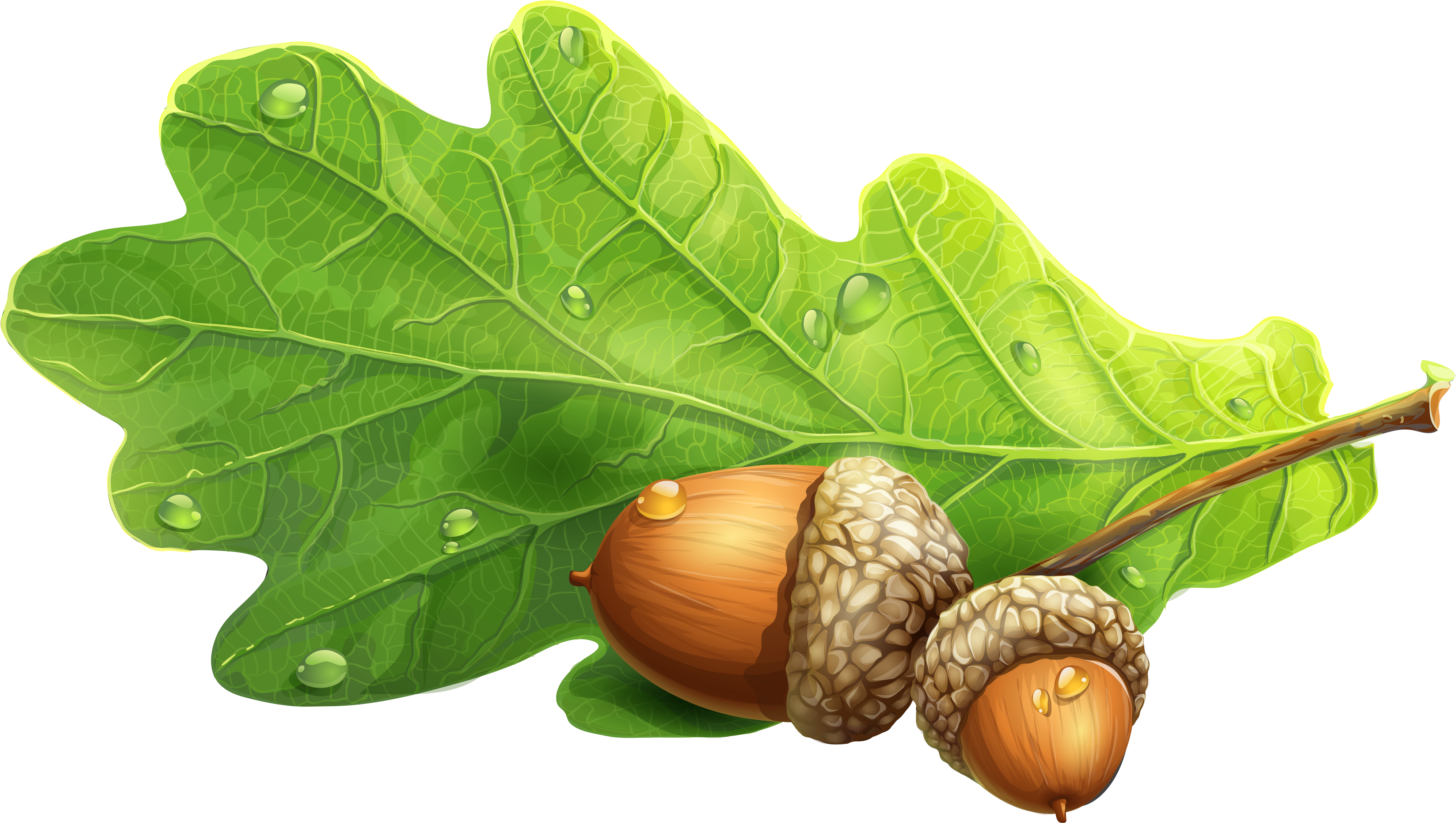 Green Acorn Clip Art - Acorn Png Clipart (4104x2498)