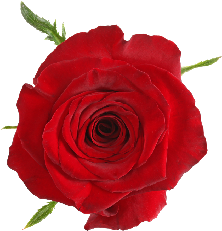 Monte Carlohead Size - Floribunda (1024x1024)