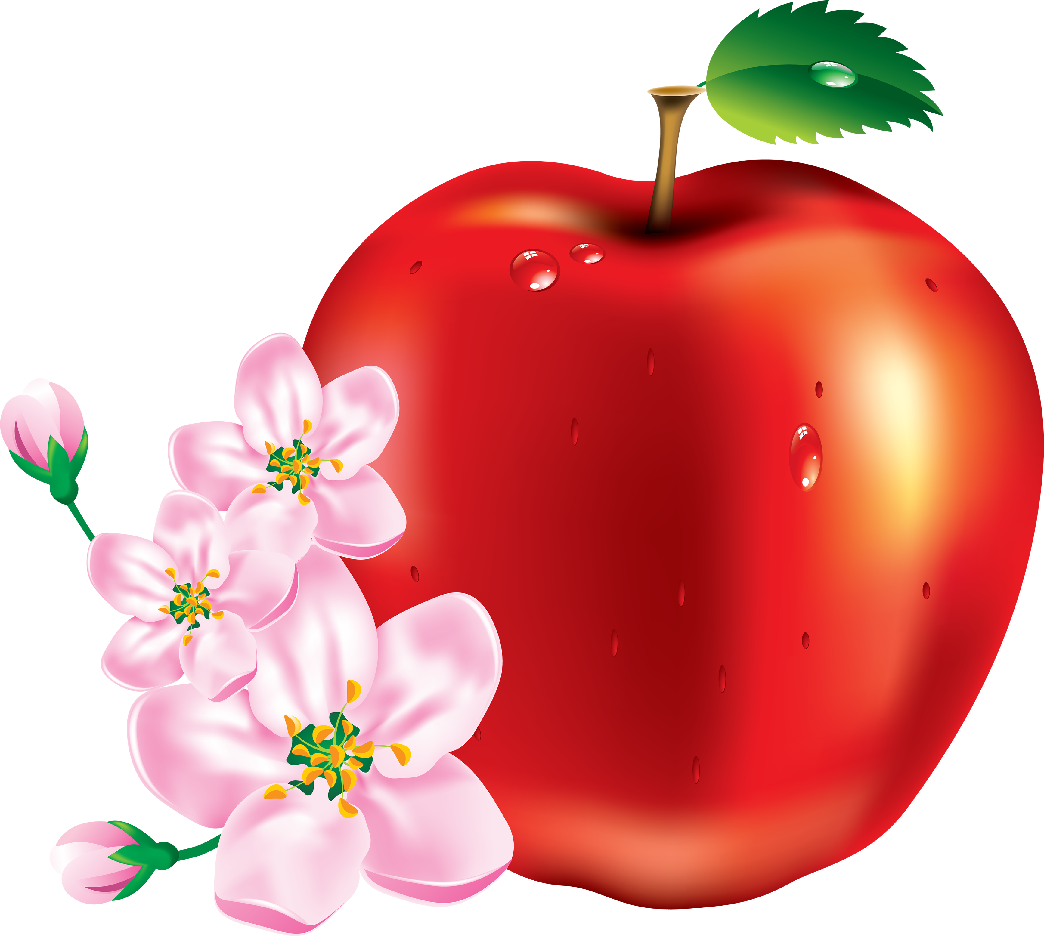 Apple Images Download (3469x3111)