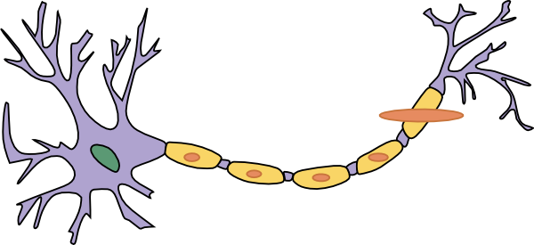 Nerve Clipart (600x275)