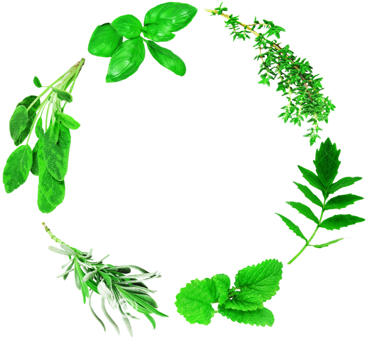 Lemon Leaf Computer File - Lemon Leaf Computer File (1300x1390)