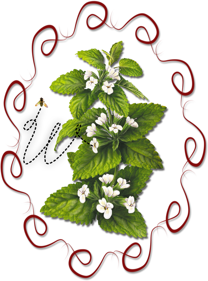 Herb Clip Art (1000x1000)