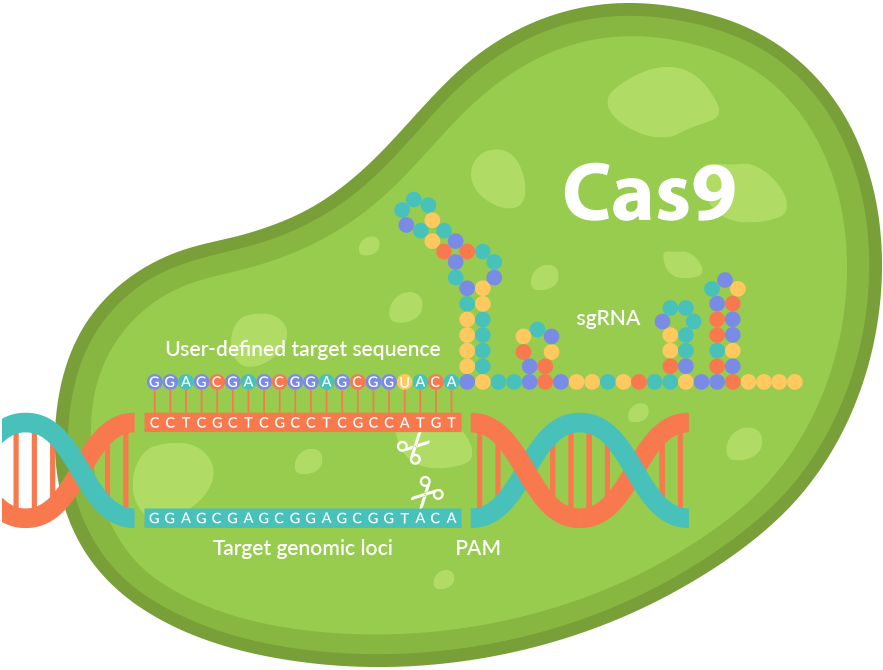 Science & Math - Crispr Cas9 Crispr (883x670)