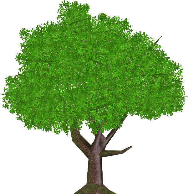 Nightcap Oak Tree - Nightcap Oak Tree (669x669)
