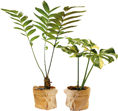 การดูแลรักษาต้นไม้ในร่ม ชอบแดดแค่ไหน - Houseplant (631x394)
