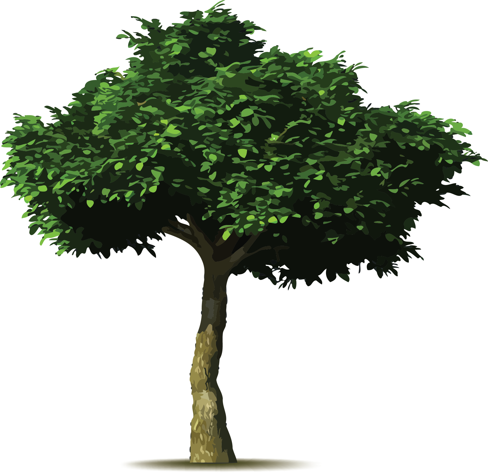 Chile Verde - Did You Know About Trees (1880x1828)