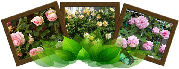 5555 - Artificial Flower (600x300)