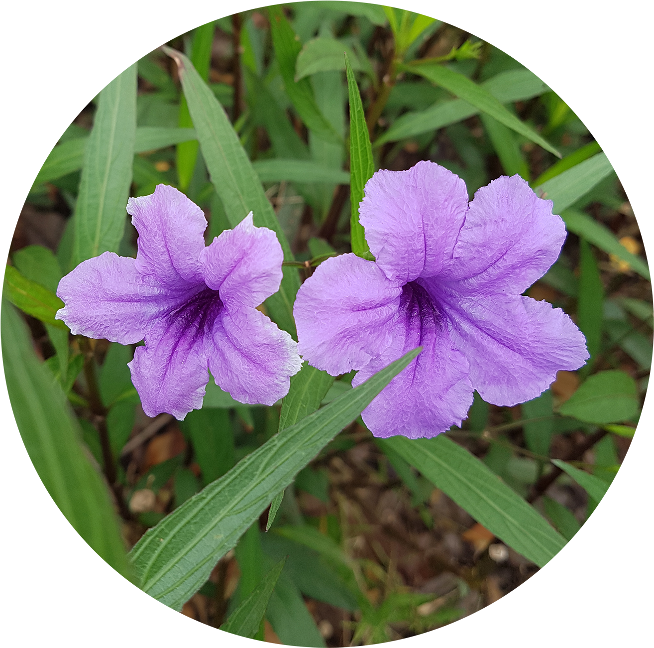 ต้อยติ่งเป็นไม้ล้มลุก หรือปลูกในร่ม มีความ สูงเต็มที่ประมาณ - Mexican Petunia (1500x1500)