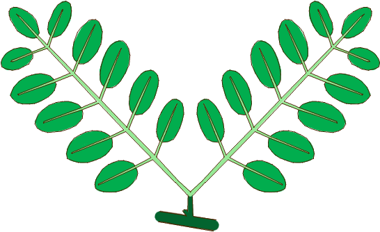 Leaf Morphology Type Geminate-pinnate - Pinnation (590x400)