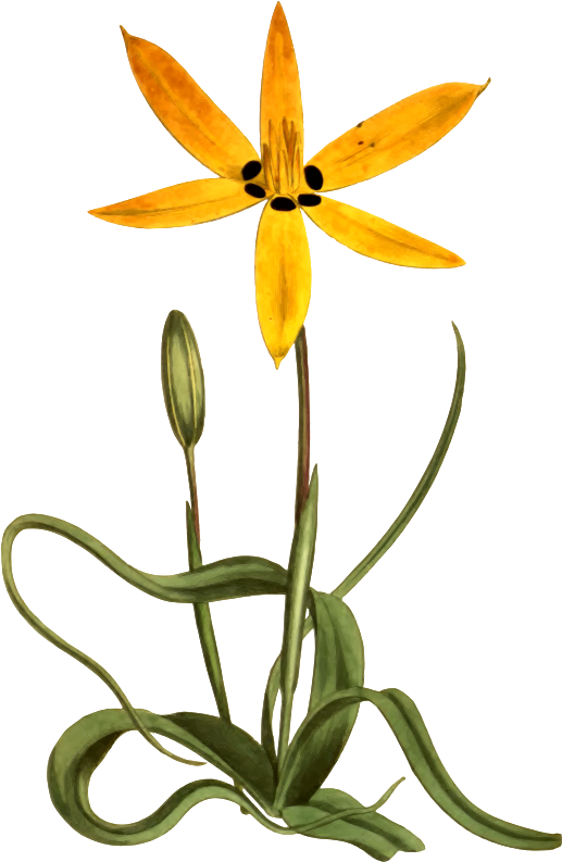 Medium Image - Botany (517x793)