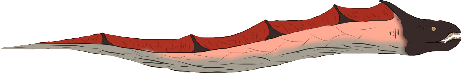 Lava Eel - Boat (1650x320)