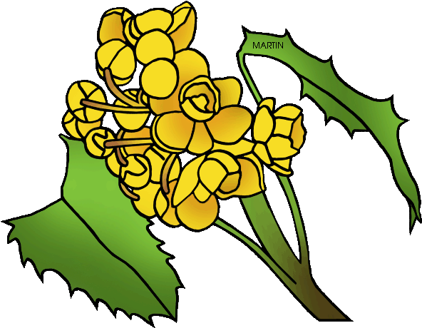 State Flower Of Oregon - State Flower Of Oregon (648x509)