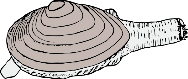Razor Clam Clip Art (600x252)