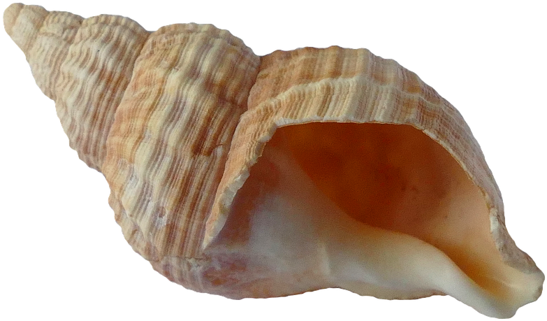 Buy Clip Art - Shell Transparent (960x640)