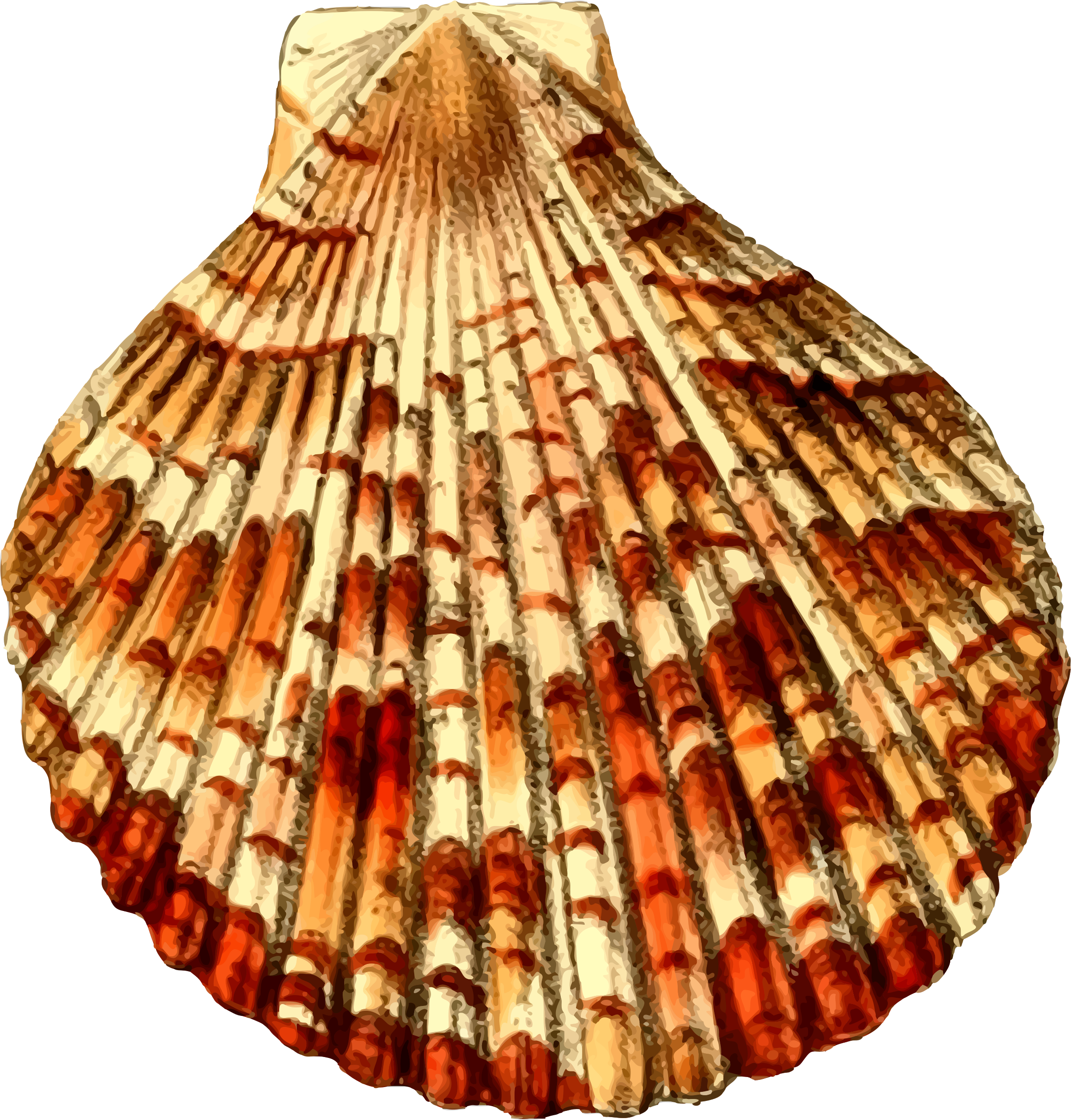 Big Image - Sea Shell 30 (2244x2347)