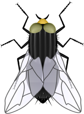 Edupic Science Drawings Main - Fly (300x400)