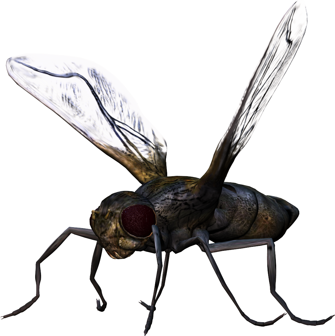 Bug Png Image - Bug Png (1088x1093)