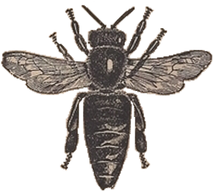 Vintage Honey Bee Clipart - Vintage Honey Bee Clip Art (495x308)