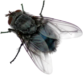 Fly Png - Zen Mind Beginners Mind Fly (445x355)
