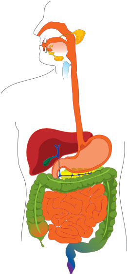 3 Years Ago - Digestive System Diagram (324x594)