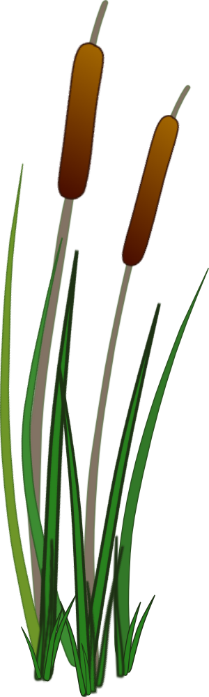 View Larger Image - Bulrush Png (300x1000)