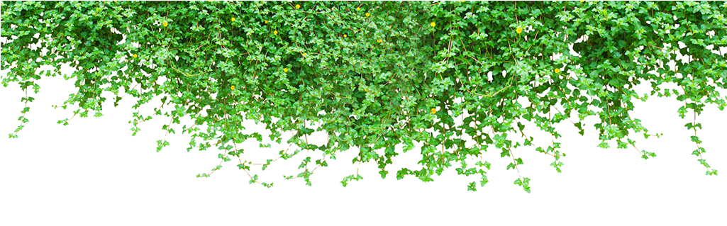 Tree Vines Png (1024x332)