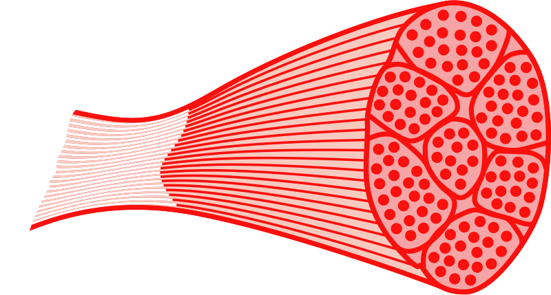 Muscle Clip Art (800x429)