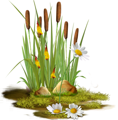 Cattails - Portable Network Graphics (500x500)