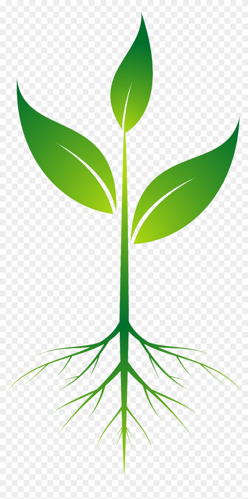 Root Plant Clip Art - Root Plant Png #1059
