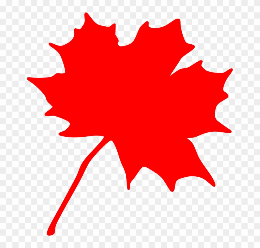 Clipart Info - Canadian Maple Leaf Clip Art #2437