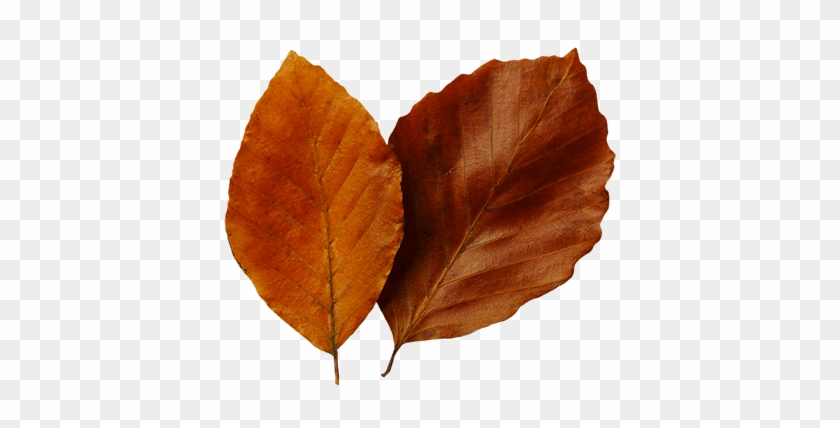 Fall Leaf Clip Art - Autumn #3129