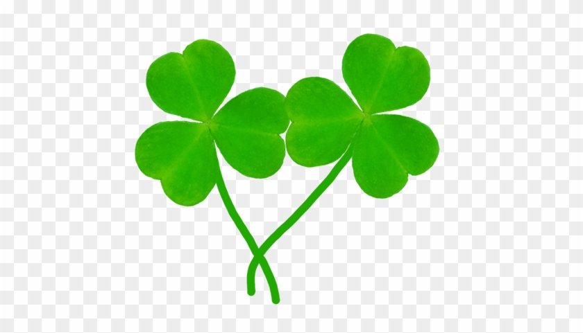 Two Leaves Of Shamrock - Two Shamrocks Clip Art #3691