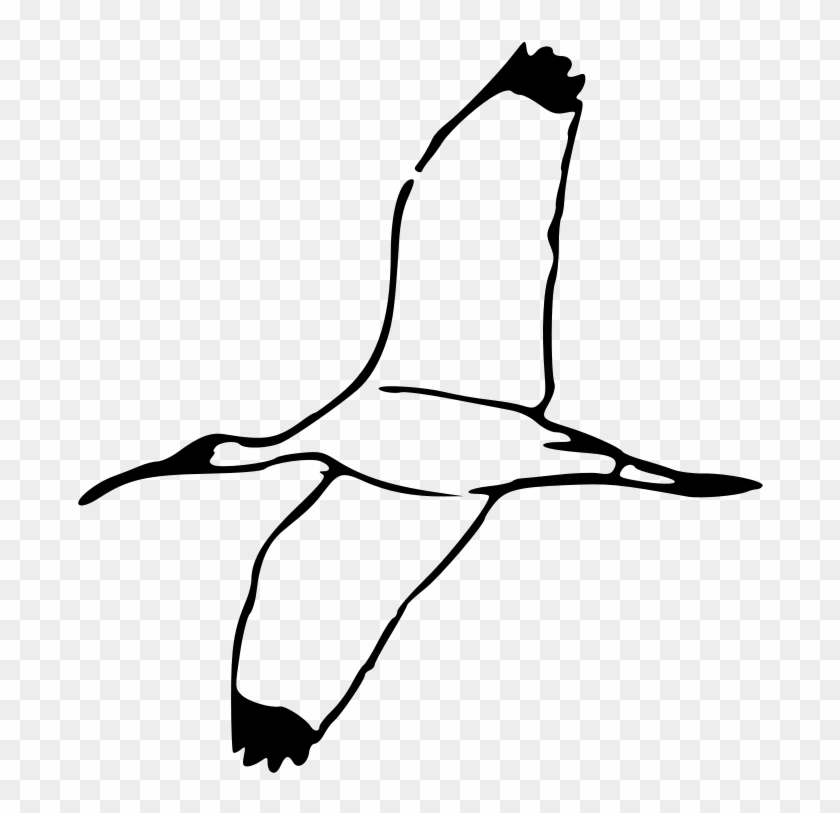 Free Wood Ibis 2 - Outline Of A Shell #7734
