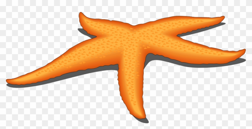 Related Clip Art - Starfish Cliparts #8122