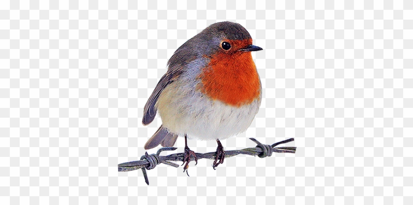 Robin Clipart - Robin Bird Png #8456