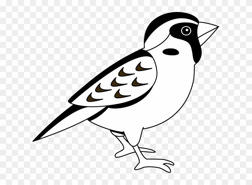 Black And White Sparrow Clipart - Black And White Image Of Sparrow #11205