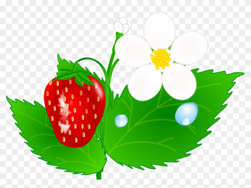 Strawberry Flower Jh Clip Art At Clipart - Strawberry Flower Clipart #14089