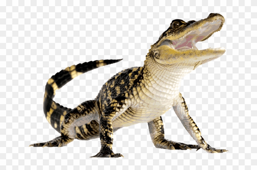 Clipart Info - Crocodile Png #14351