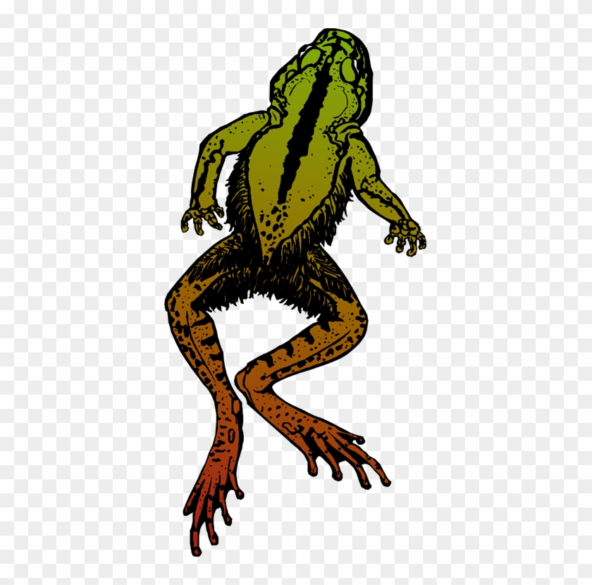 Jumping Frog - Dead Frog Png #16448