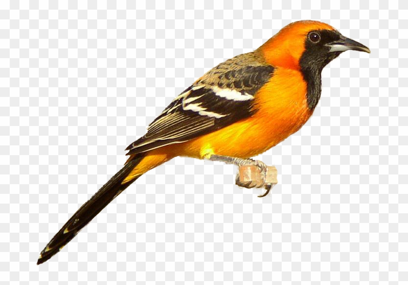 Finch Clipart Golden - Baltimore Oriole Clipart #17249