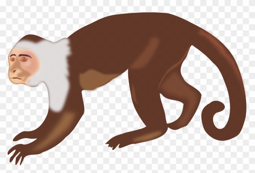 Monkey Clipart Monkey Animal Clip Art Monkey Photo - Capuchin Monkey Clip Art #17631